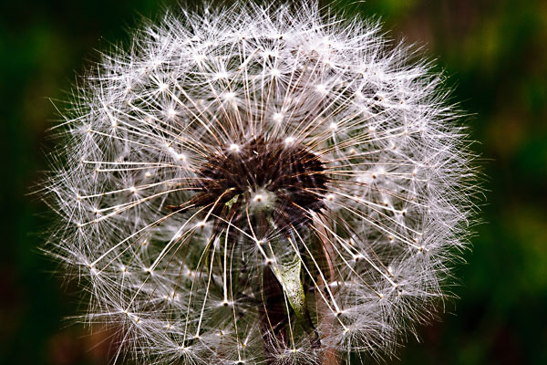 Dandelion