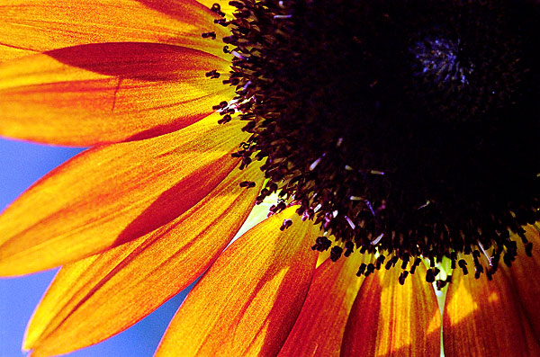 Sunflower 1