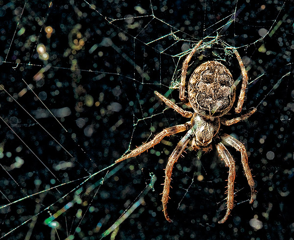 Spider