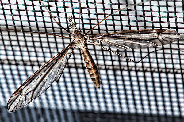 Crane Fly