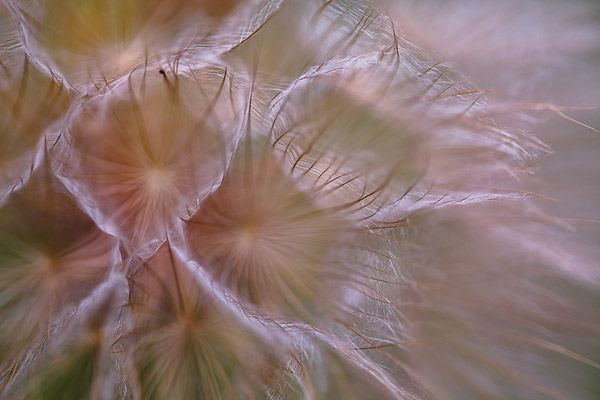 Tragopogon pratensis.