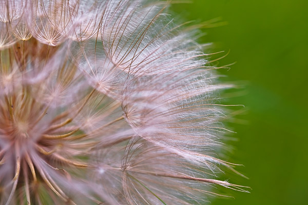 Tragopogon pratensis.